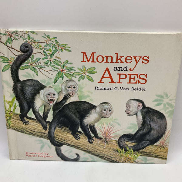 Monkeys And Apes(hardcover)