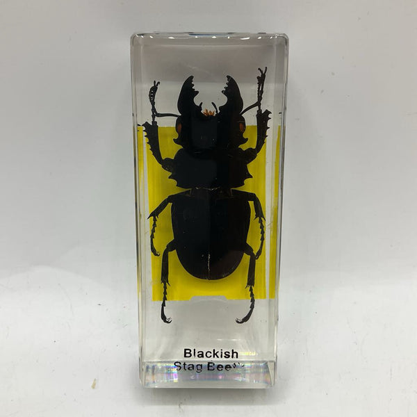 Blackish Stag Beetle